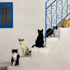 Seis gatos de diferentes colores posan en escalones blancos. ¿Hasta qué edad crecen los gatos?