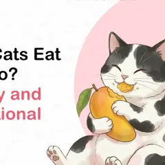 A happy cat enjoys a juicy mango, prompting the question: can cats have mango? Learn about safety and nutrition.