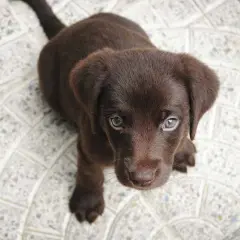 Uroczy, brązowy szczeniak labradora patrzy w obiektyw. Czy wiesz, że psy potrafią rozpoznawać ludzkie emocje? Oto ciekawostki o psach!