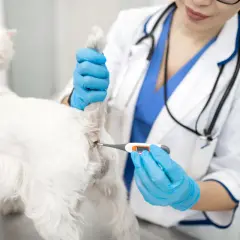 Weterynarz mierzy temperaturę psa. Biały piesek jest badany przez lekarza, który używa termometru.