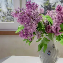 Fiołkowe bzy w wazonie, by dłużej cieszyły oko, potrzebują świeżej wody i chłodu.
