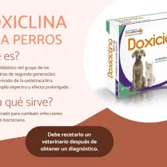 Doxiciclina para perros: antibiótico de amplio espectro. No es un analgésico, sino para infecciones bacterianas.