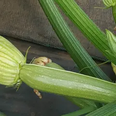 Un fiore giallo di zucchina si apre su un frutto verde, mostrando la varietà di tipi di zucchine in crescita.