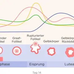 Hormonkurven zeigen den Zyklus. Hohes Progesteron kann Übelkeit vor Periode verursachen.