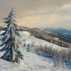Zimowy krajobraz Bieszczad zachęca do jazdy na nartach. Śnieg pokrywa zbocza i drzewa, tworząc bajkową scenerię. Idealne miejsce, gdzie na narty w Bieszczadach.