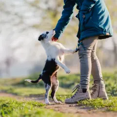 Ein kleiner Hund springt voller Freude auf mich zu, seine Pfoten berühren meine Hand.
