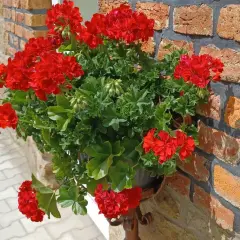 Jak siać pelargonie - proste kroki, by uniknąć niepowodzeń w uprawie