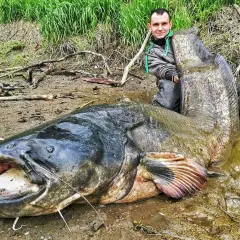 Wędkarz z ogromnym sumem. Zastanawiasz się, ile lat żyją sumy? Ten okaz z pewnością jest imponujący!