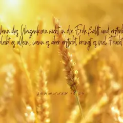 Ein Weizenkorn fällt in die Erde und bringt viel Frucht, wie in Johannes 12,24 beschrieben.