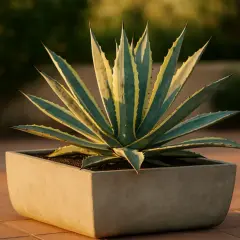 Agave variegata in un vaso squadrato, con foglie verdi e gialle che si aprono a raggiera.