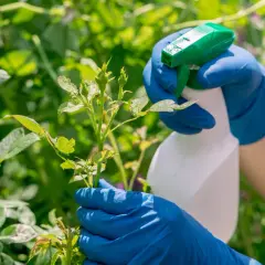 Ręce w niebieskich rękawiczkach spryskują młode pędy róży domowym opryskiem z drożdży i sody, chroniąc je przed chorobami.