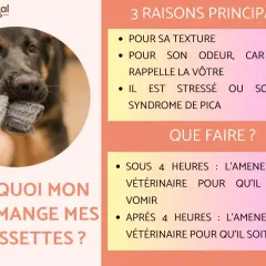 Un chien mâchouille une chaussette grise. Mon chien a mangé une chaussette, il faut l'emmener chez le vétérinaire.
