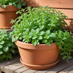 Frodig oregano i terrakottakruka, perfekt för dig som vill odla oregano och njuta av färska örter.