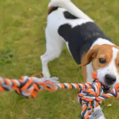Ein Hund aus Beibringen zieht energisch an einem Tau.