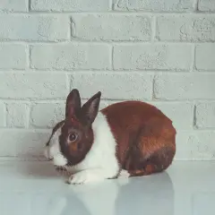 Ein braun-weißes Kaninchen liegt auf einer weißen Fläche vor einer weißen Ziegelwand. Es wirkt lethargisch, ein mögliches Zeichen, dass das Kaninchen im Sterben liegt.
