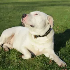 Un adorable dogo argentino bebe, con su collar tachonado, descansa plácidamente sobre la hierba verde, disfrutando del sol.