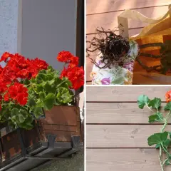 Jak przezimować pelargonie w kartonie: przygotowanie sadzonek, korzenie w torbie, pędy na desce.