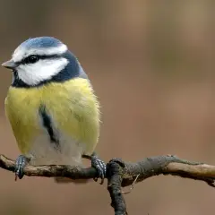 Blaukehlchen, eine der vielen Vogelarten Deutschlands, sitzt auf einem Ast.