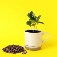 Piantine di caffè in una tazza, accanto a chicchi tostati. Simboleggia la produzione del caffè, dall'origine alla tazza.