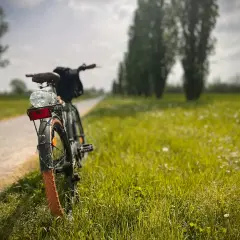 Rower na tle zielonej łąki i alei drzew, gotowy do odkrywania malowniczych tras rowerowych Pienin.