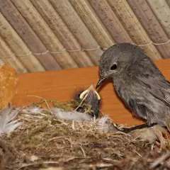 Ein Hausrotschwanz-Nest mit einem Jungvogel, der von einem Elternteil gefüttert wird.