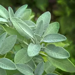 En närbild av en salviaplanta med sina karaktäristiska, sammetslena blad. Perfekt för dig som vill odla salvia i din trädgård.