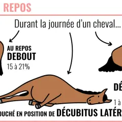 Un cheval peut-il vivre seul ? L'image montre un cheval au repos debout, couché sur le sternum et couché sur le flanc, illustrant ses différentes postures de repos durant la journée.