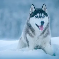 Piękny husky z niebieskimi oczami siedzi w śniegu. Czy potrafisz rozwiązać tę zagadkę o psie?