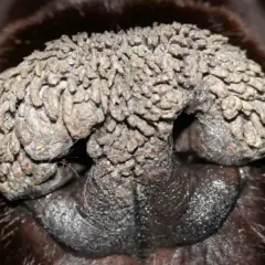 Primer plano de la nariz de un perro con hiperqueratosis en las almohadillas, mostrando un crecimiento escamoso y rugoso.