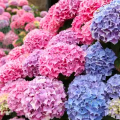 Un tripudio di fioritura ortensie rosa, viola e blu, un tappeto di petali che incanta lo sguardo.
