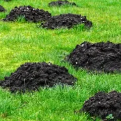 Skuteczne sposoby na pozbycie się kretów z działki bez bólu