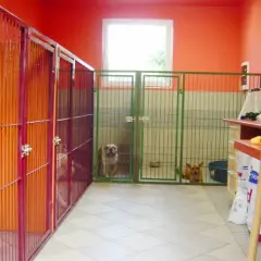 Jak założyć hotel dla psów: Kluczowe kroki i pułapki do uniknięcia