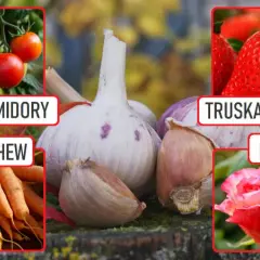Czego nie sadzić obok czosnku, aby uniknąć problemów w ogrodzie