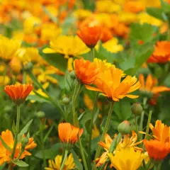 Campo fiorito di calendule arancioni e gialle. Informarsi sulle calendula controindicazioni prima dell'uso.