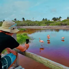 Turysta filmuje flamingi na Galapagos. Woda ma fioletowy odcień, a w tle bujna roślinność.