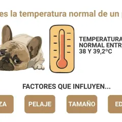Un bulldog francés con aspecto cansado. Un termómetro indica que la temperatura normal de un perro es entre 38 y 39,2°C. Mi perro tiene 37 de temperatura.