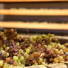 Uva appassita in un tino, pronta per diventare vino santo trentino.