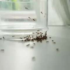 En klase myror samlas runt en genomskinlig behållare, en tydlig indikation på att det är dags att få bort myror.