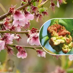 Fiori di pesco in primavera e un dettaglio di una foglia colpita dalla bolla del pesco, evidenziando la necessità di trattamenti invernali.