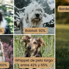 Perros Collie, Bobtail, Pastor Australiano, Whippet y Border Collie. El gen MDR1 es más común en Border Collies (98,7%).