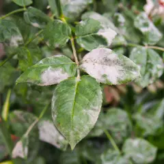 Feuilles de rosier atteintes par l'oidium, une poudre blanche recouvrant les feuilles vertes.