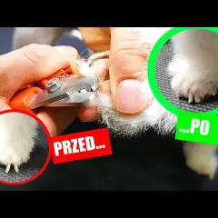 Obcinanie pazurów szczeniakowi: Poradnik, jak to zrobić bezpiecznie?