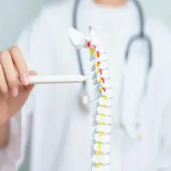 Medico indica modello colonna vertebrale, evidenziando possibile frattura vertebra D12.