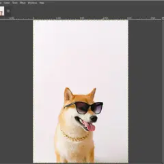 Shiba Inu w okularach i złotym łańcuchu, gotowy do nauki, jak usunąć tło w GIMP.