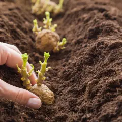Mano che interra patate germogliate nel terreno. Scopri i trucchi per coltivare le patate e ottenere un ottimo raccolto.