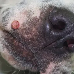 Primer plano del hocico de un perro, mostrando una verruga en la piel.