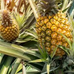 Reife Ananas erkennen: goldgelbe Schale, leicht nachgiebig. Hier wachsen sie im Sonnenschein.