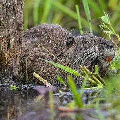 Ein Nutria-Tier mit seinen charakteristischen orangefarbenen Schneidezähnen frisst im Schilf.