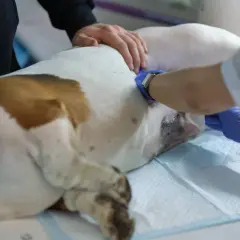 Suczka po sterylizacji leży na stole weterynaryjnym. Weterynarz w niebieskich rękawiczkach zajmuje się jej brzuchem, gdzie widoczne są szwy po zabiegu.