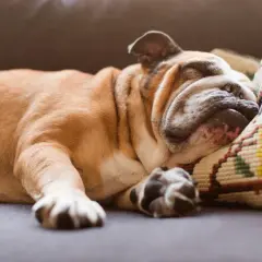 A sleeping bulldog dreams, its paws twitching. Do dogs have nightmares? This one seems peaceful, nestled on a patterned pillow.